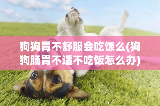 狗狗胃不舒服會吃飯么(狗狗腸胃不適不吃飯怎么辦)