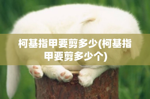 柯基指甲要剪多少(柯基指甲要剪多少個)