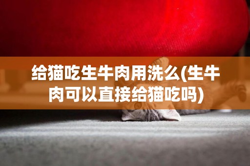 給貓吃生牛肉用洗么(生牛肉可以直接給貓吃嗎)