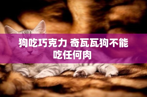 狗吃巧克力 奇瓦瓦狗不能吃任何肉 