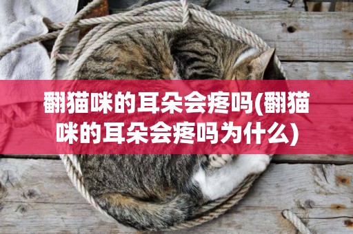 翻貓咪的耳朵會疼嗎(翻貓咪的耳朵會疼嗎為什么)