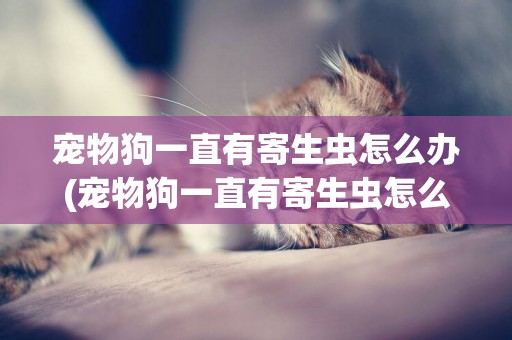 寵物狗一直有寄生蟲怎么辦(寵物狗一直有寄生蟲怎么辦吃什么藥)