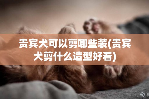 貴賓犬可以剪哪些裝(貴賓犬剪什么造型好看)