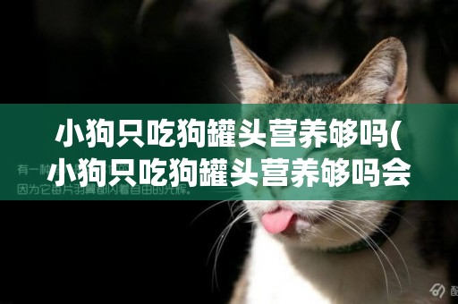 小狗只吃狗罐頭營養夠嗎(小狗只吃狗罐頭營養夠嗎會死嗎)