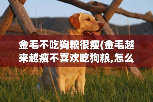 金毛不吃狗糧很瘦(金毛越來越瘦不喜歡吃狗糧,怎么辦)
