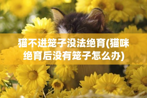 貓不進籠子沒法絕育(貓咪絕育后沒有籠子怎么辦)