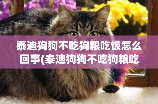 泰迪狗狗不吃狗糧吃飯怎么回事(泰迪狗狗不吃狗糧吃飯怎么回事兒)
