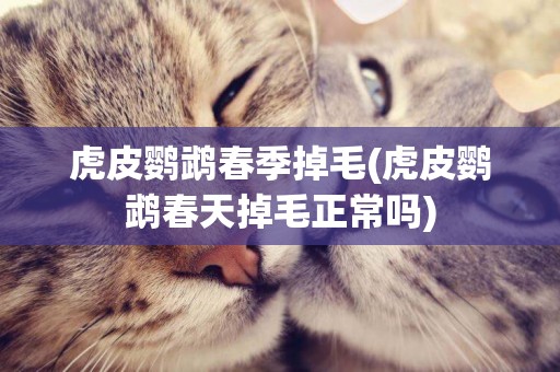 虎皮鸚鵡春季掉毛(虎皮鸚鵡春天掉毛正常嗎)