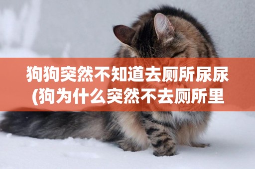 狗狗突然不知道去廁所尿尿(狗為什么突然不去廁所里尿了)