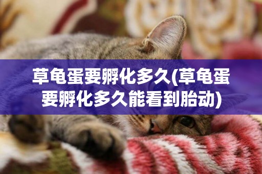 草龜蛋要孵化多久(草龜蛋要孵化多久能看到胎動)