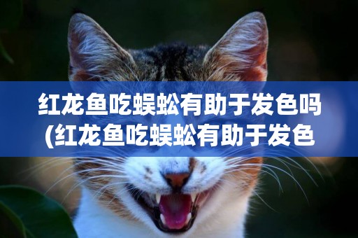 紅龍魚吃蜈蚣有助于發色嗎(紅龍魚吃蜈蚣有助于發色嗎怎么辦)