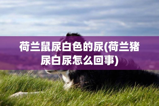 荷蘭鼠尿白色的尿(荷蘭豬尿白尿怎么回事)