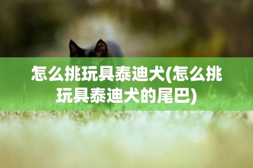 怎么挑玩具泰迪犬(怎么挑玩具泰迪犬的尾巴)