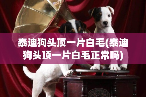 泰迪狗頭頂一片白毛(泰迪狗頭頂一片白毛正常嗎)