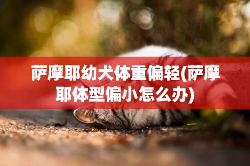 薩摩耶幼犬體重偏輕(薩摩耶體型偏小怎么辦)
