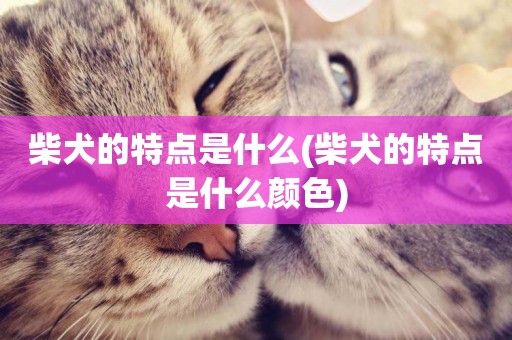 柴犬的特點是什么(柴犬的特點是什么顏色)