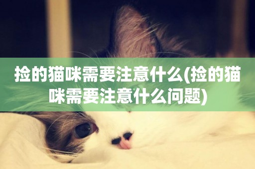 撿的貓咪需要注意什么(撿的貓咪需要注意什么問題)