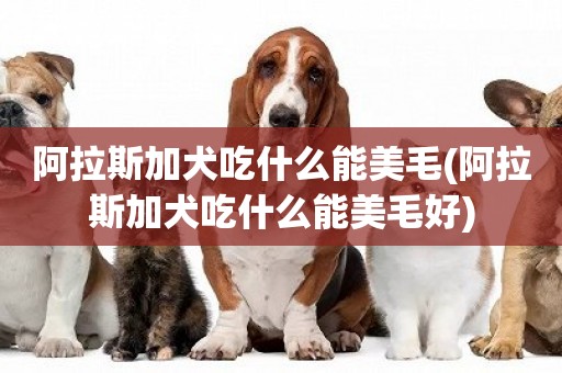 阿拉斯加犬吃什么能美毛(阿拉斯加犬吃什么能美毛好)