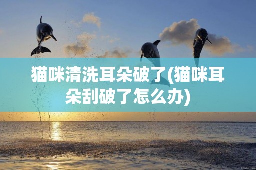貓咪清洗耳朵破了(貓咪耳朵刮破了怎么辦)