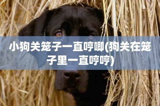 小狗關籠子一直哼唧(狗關在籠子里一直哼哼)