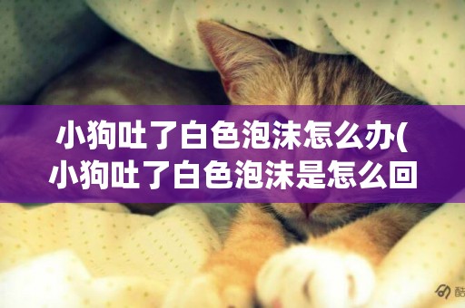 小狗吐了白色泡沫怎么辦(小狗吐了白色泡沫是怎么回事)