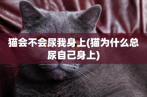 貓會不會尿我身上(貓為什么總尿自己身上)