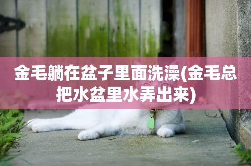 金毛躺在盆子里面洗澡(金毛總把水盆里水弄出來)