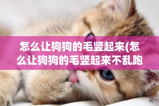 怎么讓狗狗的毛豎起來(怎么讓狗狗的毛豎起來不亂跑)