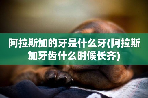 阿拉斯加的牙是什么牙(阿拉斯加牙齒什么時候長齊)