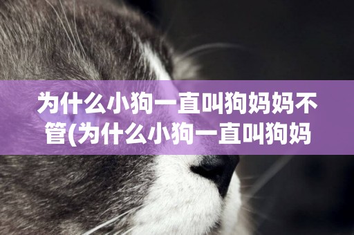為什么小狗一直叫狗媽媽不管(為什么小狗一直叫狗媽媽不管呢)