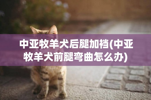中亞牧羊犬后腿加襠(中亞牧羊犬前腿彎曲怎么辦)