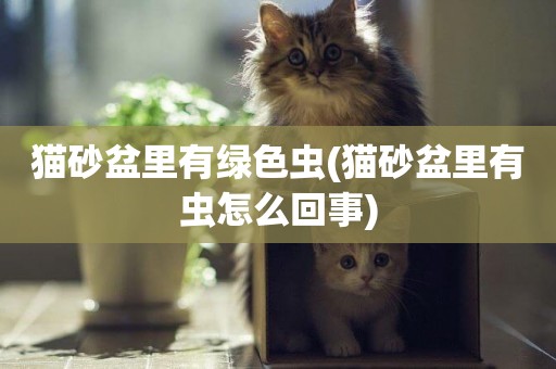貓砂盆里有綠色蟲(貓砂盆里有蟲怎么回事)