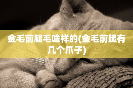 金毛前腿毛啥樣的(金毛前腿有幾個爪子)