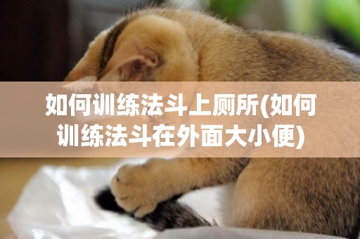 如何訓練法斗上廁所(如何訓練法斗在外面大小便)