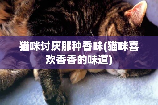 貓咪討厭那種香味(貓咪喜歡香香的味道)