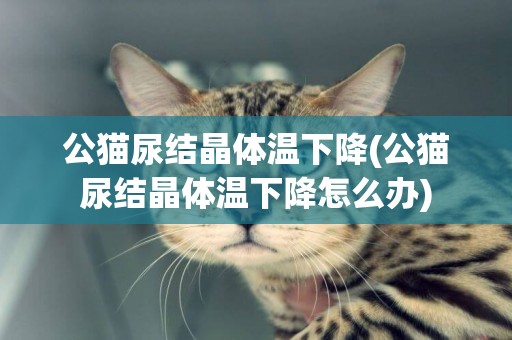 公貓尿結晶體溫下降(公貓尿結晶體溫下降怎么辦)