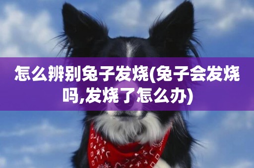 怎么辨別兔子發燒(兔子會發燒嗎,發燒了怎么辦)