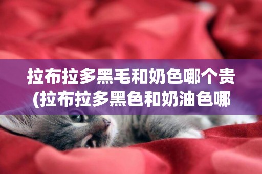 拉布拉多黑毛和奶色哪個貴(拉布拉多黑色和奶油色哪個好)