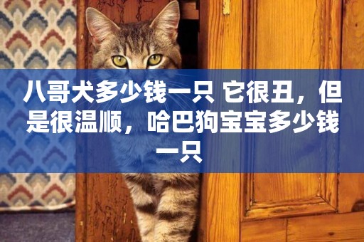 八哥犬多少錢一只 它很丑，但是很溫順，哈巴狗寶寶多少錢一只 