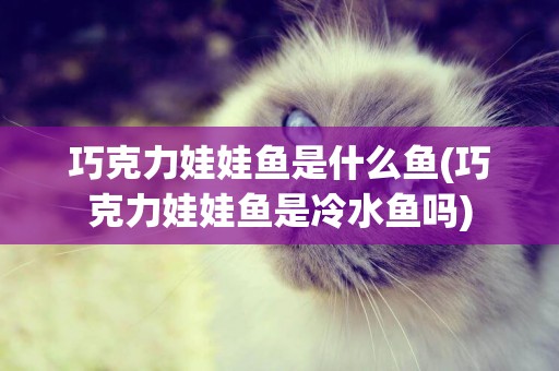 巧克力娃娃魚是什么魚(巧克力娃娃魚是冷水魚嗎)