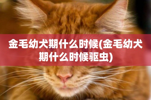 金毛幼犬期什么時候(金毛幼犬期什么時候驅蟲)
