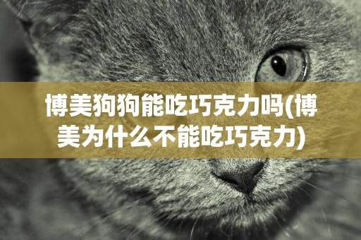 博美狗狗能吃巧克力嗎(博美為什么不能吃巧克力)