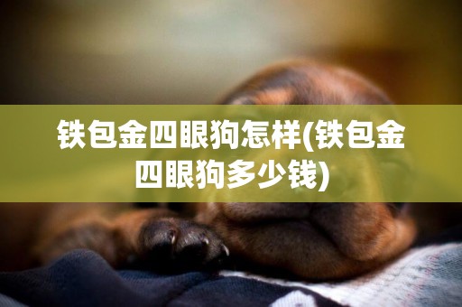 鐵包金四眼狗怎樣(鐵包金四眼狗多少錢)