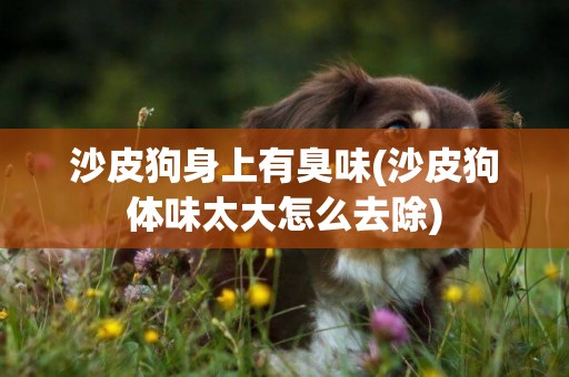 沙皮狗身上有臭味(沙皮狗體味太大怎么去除)