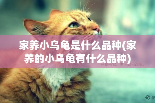 家養小烏龜是什么品種(家養的小烏龜有什么品種)
