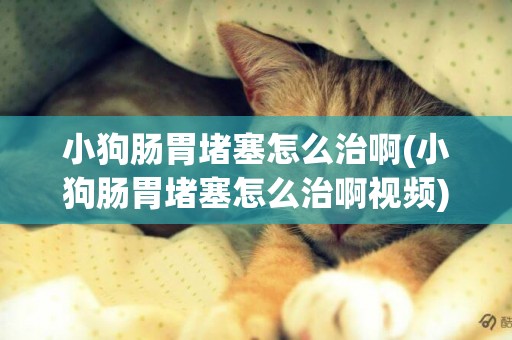 小狗腸胃堵塞怎么治啊(小狗腸胃堵塞怎么治啊視頻)