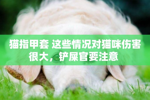 貓指甲套 這些情況對貓咪傷害很大，鏟屎官要注意 