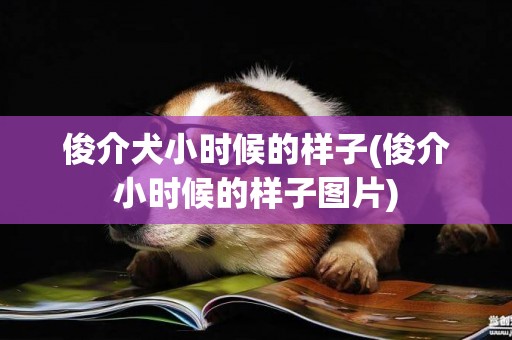 俊介犬小時候的樣子(俊介小時候的樣子圖片)
