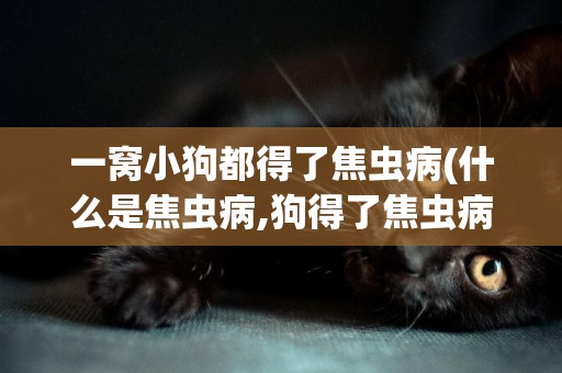一窩小狗都得了焦蟲病(什么是焦蟲病,狗得了焦蟲病怎么辦)