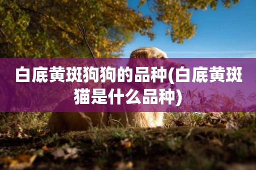 白底黃斑狗狗的品種(白底黃斑貓是什么品種)